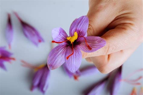 Fresh Saffron Flower On A Pile Of Saffron Threads On A White Background