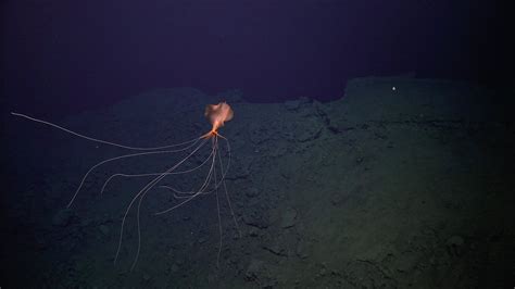 Newly Discovered Hydrothermal Vents Are Surrounded By Deep Sea Life