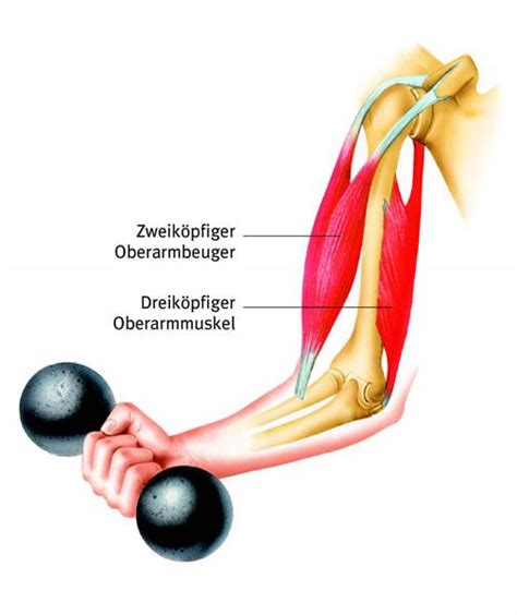 Muskel Gesundheits Lexikon Muskeln Therapie Anatomie