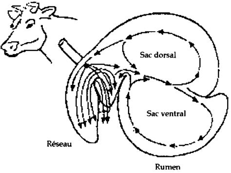 Anatomie De L Appareil Digestif Ruminants Listes Des Fichiers Pdf Hot