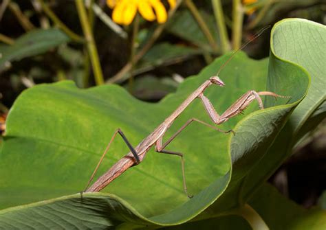 5,100+ Praying Mantis Camouflage Stock Photos, Pictures & Royalty-Free ...