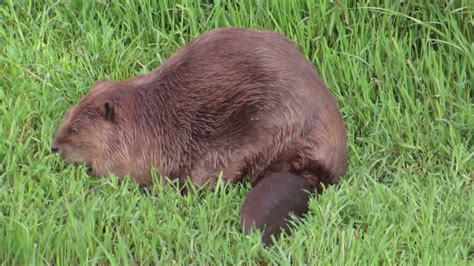 Beaver Grooming And Eating Grass 05 14 2016 Tulocay Creek Napa Ca