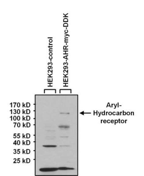 Ahr Antibody Rpt Bsa Free Novus Biologicals Ml Unlabeled