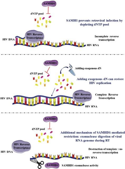 Additional Mechanism Of Samhd Mediated Restriction A The Current