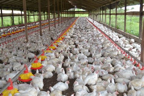 Picture Of The Day A Large Scale Poultry Farm” Ministry Of Agriculture