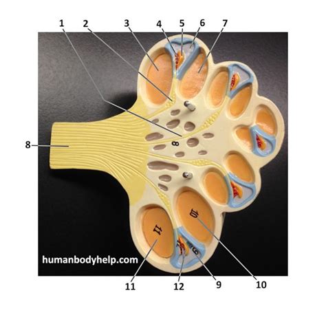 Cochlear Duct Human Body Help