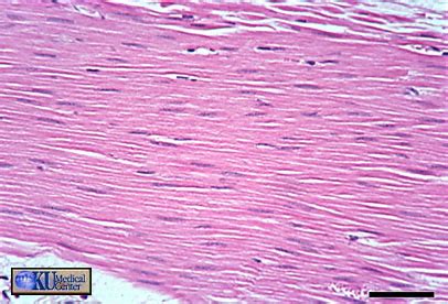 KIN 270 UNit 1 Muscle Tissue Flashcards Quizlet