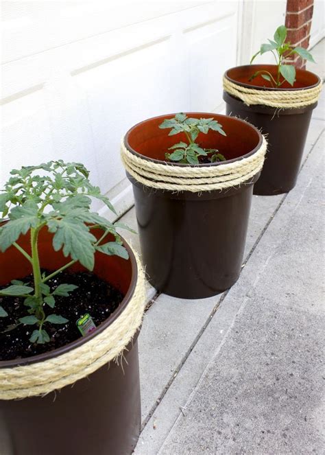 Growing Tomatoes In Five Gallon Buckets Bucket Gardening Tomato