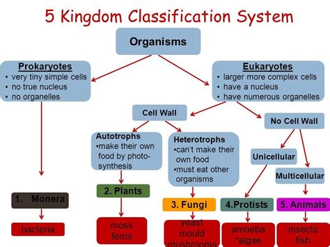 Five Kingdom Classification Veracious 5 Kingdoms Of Classification Prokaryotes Biology Class