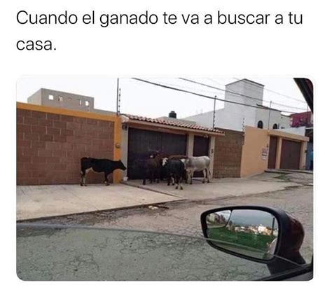 Como Cuando El Ganado Te Va A Buscar A Tu Casa Memes