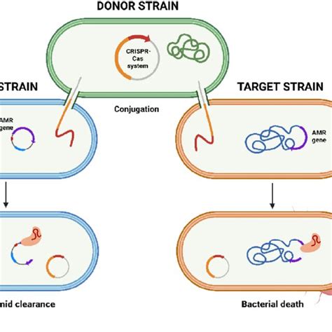 Plasmid Conjugation For Crispr Cas9 Delivery Download Scientific Diagram