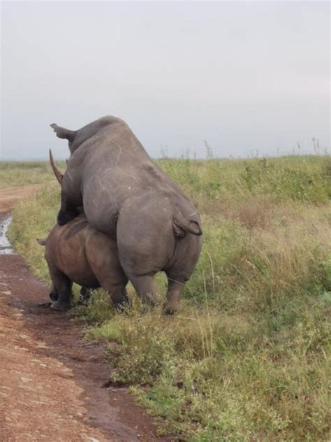 Nairobi Park David Sheldrick Girraffe Center Day Tour Getyourguide