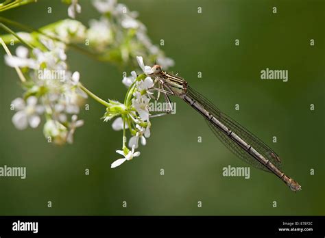 White Legged Damselfly Blue Featherleg Platycnemis Pennipes Female