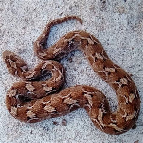 Saw Scaled Viper Echis Carinatus
