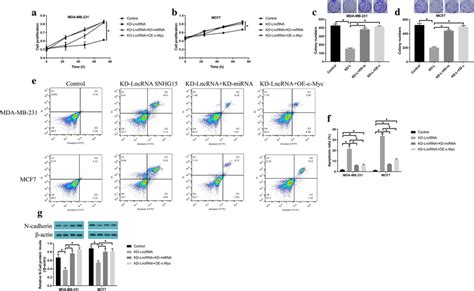 Knock Down Of Lncrna Snhg Inhibited Bc Progression In Vitro And In