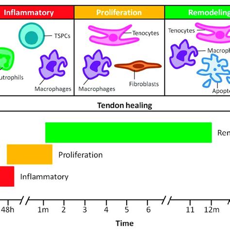 Overview of the tendon repair process in humans. The healing of... | Download Scientific Diagram