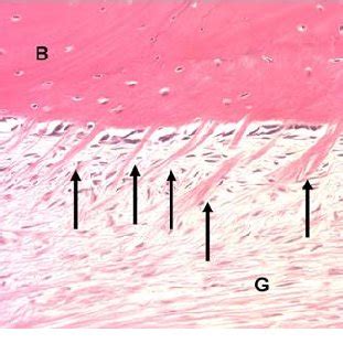 Sharpeys Fibers Histology