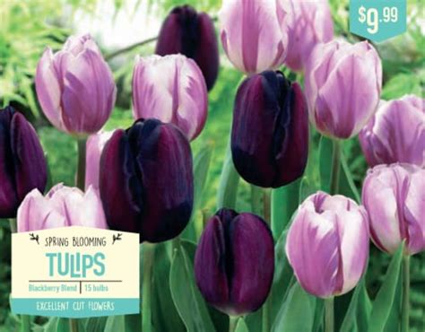 Garden State Bulb Tulip Blackberry Blend Flower Bulbs Ct Fred Meyer