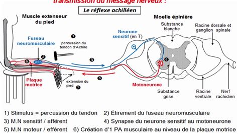 ARC REFLEXE MYOTATIQUE YouTube