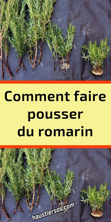 Comment Faire Pousser Du Romarin Haustiersos Comment Faire Une