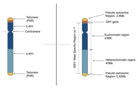 Explaining The Y Chromosome Definition Structure And Function