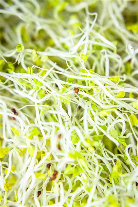 Learn How To Grow Broccoli Sprouts At Home Using 2 Methods Sprouting