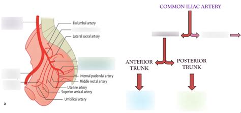 Internal Iliac Artery Diagram Quizlet