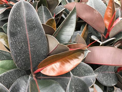 Burgundy Ficus Pahls Market Apple Valley Mn