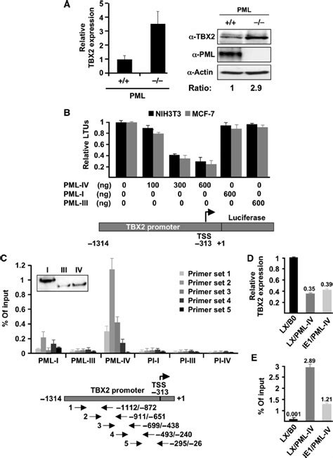 TBX2 Is A Downstream Target Gene Of PML IV In Senescence A TBX2