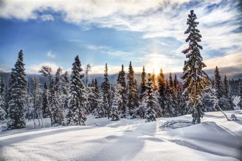 Fondos De Pantalla Pinos Cubiertos De Nieve Bajo Las Nubes Blancas Y El