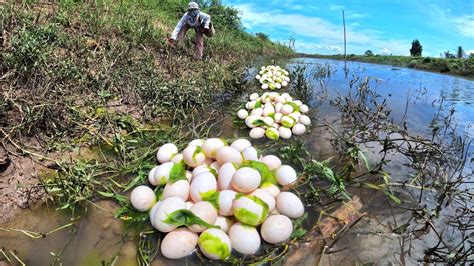 Wow A Female Fisherman Pick A Lots Of Duck Eggs In The River Youtube