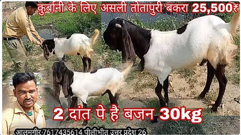 Qurbani Ke Liye Bakra Eid Special Offers Kg