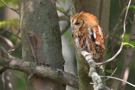 Red Phase Eastern Screech Owl Cleveland Ohio Usa M Flickr