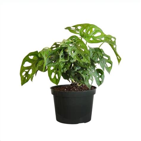 United Nursery Monstera Adansonii Swiss Cheese Vine Live Plant In 6