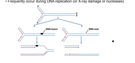 DNA Homologous Recombination Lecture 7 Genes And Genomics Flashcards