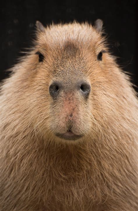 Bank of PhotoGraphics: Ueno Zoo XIII: Capybara 4