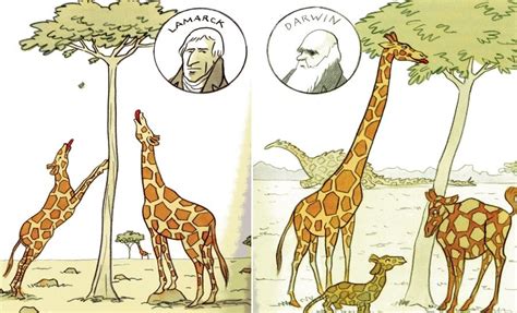 Lamarck and Darwin