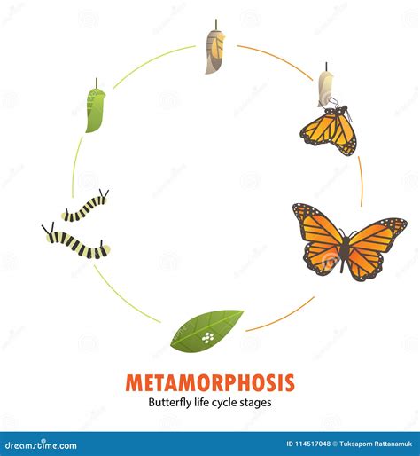 Etapas De La Metamorfosis De La Mariposa