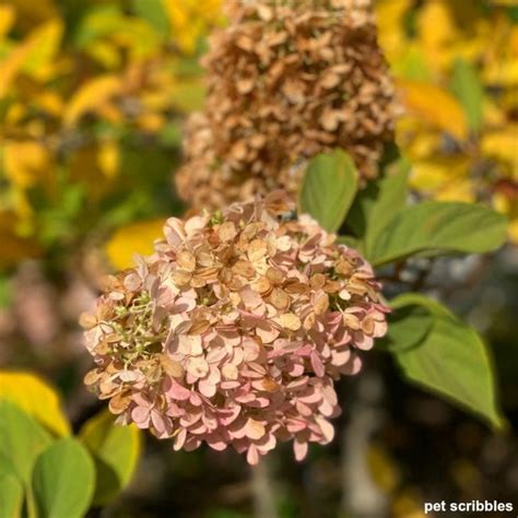 Limelight Hydrangea Tree Care and Pruning - Garden Sanity by Pet Scribbles