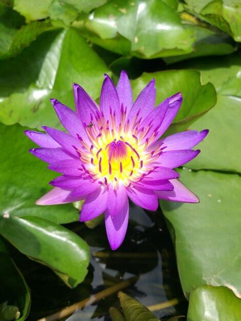 Premium Photo Close Up Of Lotus Water Lily In Pond