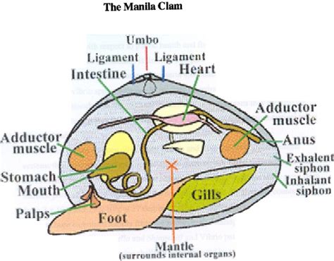 Clam The Head Of The Clam Located Within The Shell Is Rudimentary