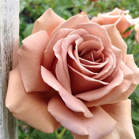 A Cocoa Brown Rose Shot Without Filter By A Friend Of Mine Im