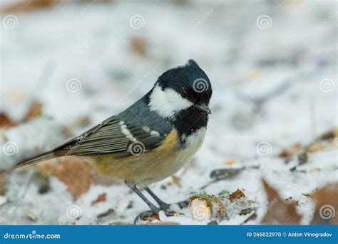 The Coal Tit Or Cole Tit Periparus Ater Stock Photo Image Of Coal