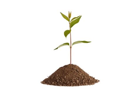 Brote De Planta Verde Que Crece Del Suelo Aislado En Blanco Foto Premium