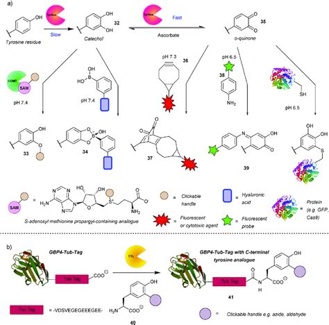 Scheme Enzyme Mediated Strategies For Tyrosine Bioconjugation A