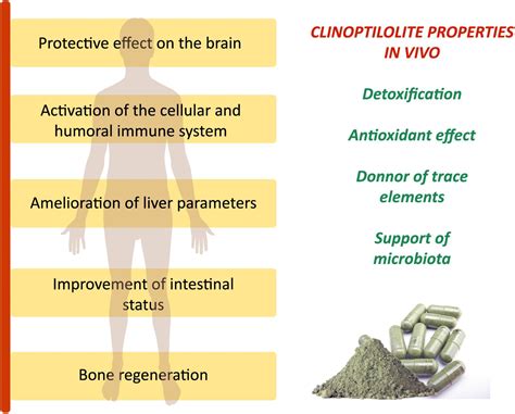 Frontiers Critical Review On Zeolite Clinoptilolite Safety And