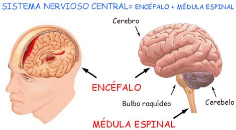 Tavera Biolog A Sistema Nervioso Central