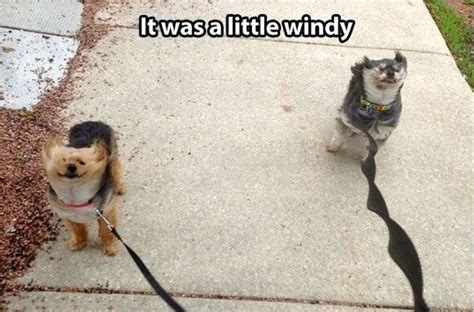 Funny Wind Quotes Quotesgram