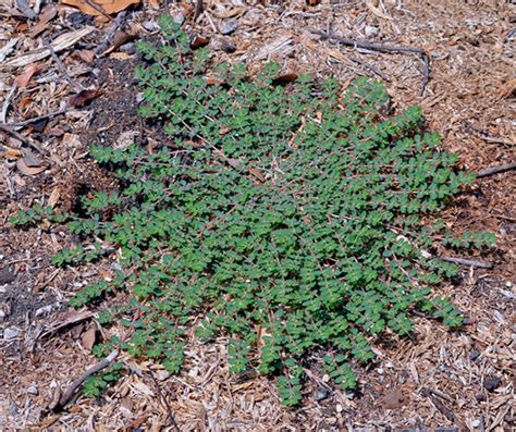 Texas Lawn Weed Identification Chart