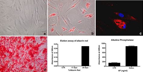 Adipogenic And Osteogenic Differentiation Oil Red Opositive Staining